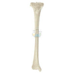 Shinbone (Tibia) Model